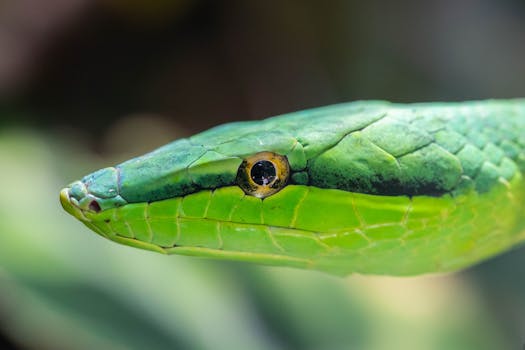 Admire Jungle Comfort at Nayara Gardens, Costa Rica