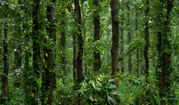 Pause along Forest Mystery at Huilo Huilo Biological Reserve