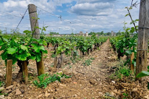Wander beside Vineyard Prestige at Château du Sureau