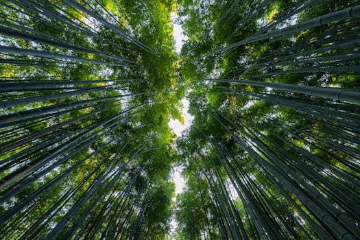 Watch Rainforest Allure at Hoshinoya Kyoto, Japan