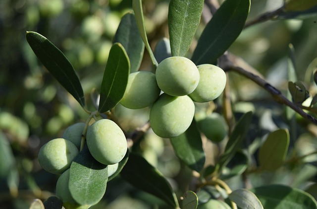 Amber Mornings in Tuscan Villas With Olive Groves and Quiet Luxury