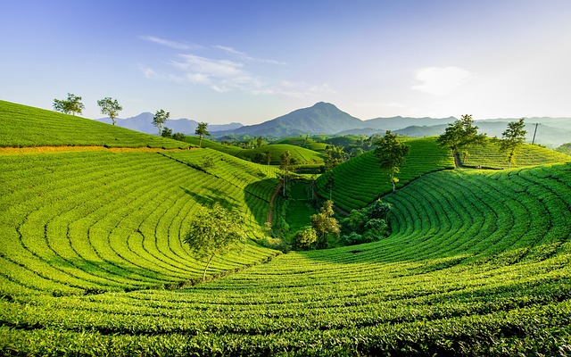 Amberroute travel in Taiwan for tea hills, food streets, and polished ease