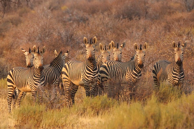 Arcaded South Africa Hotels for Safari Prestige and Coastal Chic