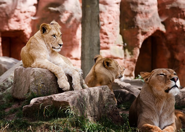 Bellhop Kenya Hotels That Keep Adventure Close and Rest Even Closer