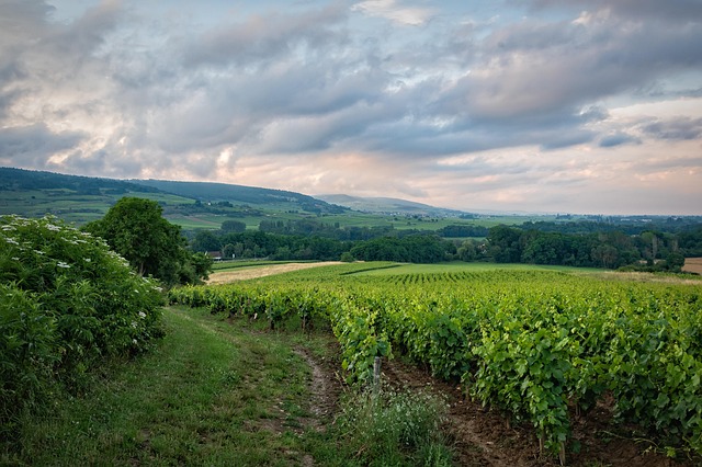 Briskway travel across France for vineyard drives and graceful detours
