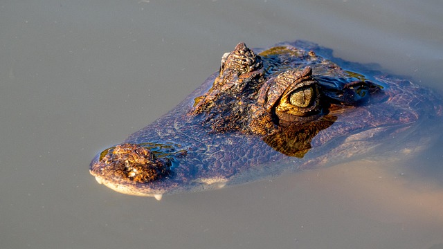 Eco-Calm Costa Rica Resorts where green surroundings guide the whole experience