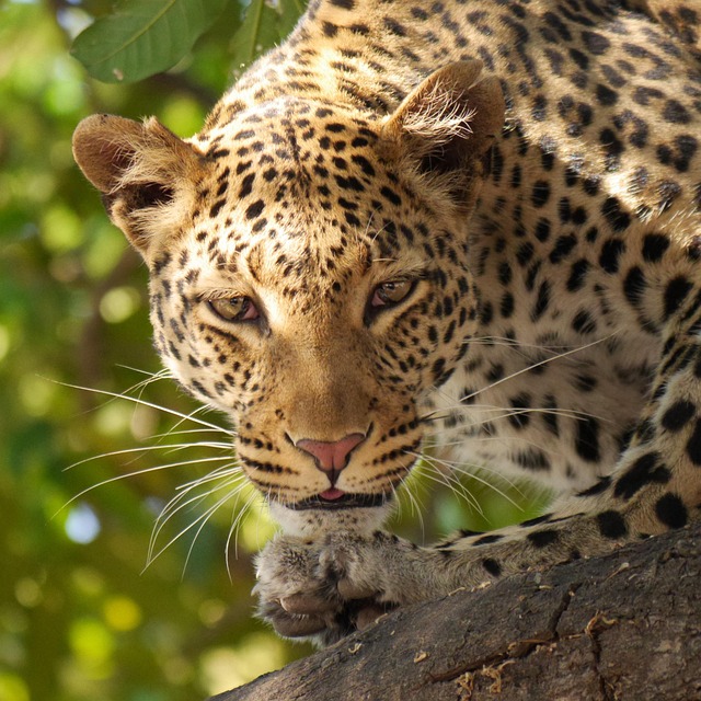 Nacrebay Botswana Resorts With Safari Stillness and Tailored Comfort