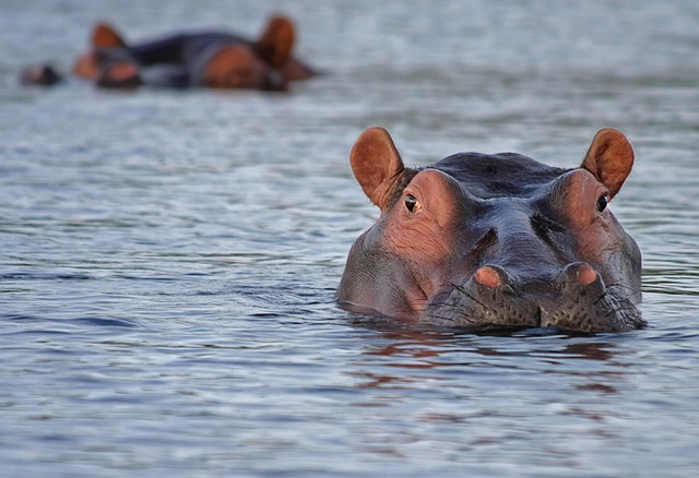 Norhaven villas in Botswana for wilderness-facing comfort and soft exclusivity