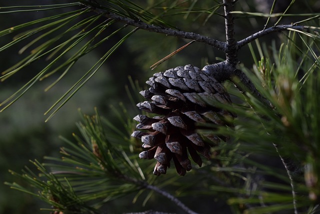 Oakbay Latvia Resorts Full of Pine Calm and Soft Seclusion