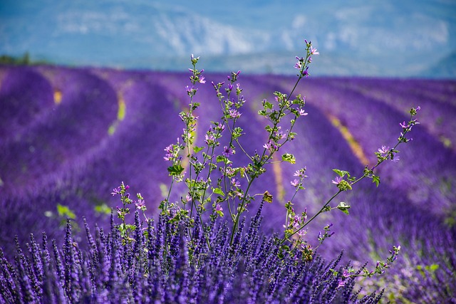 Petal France Villas Where Countryside Grace Feels Easy and Unforced