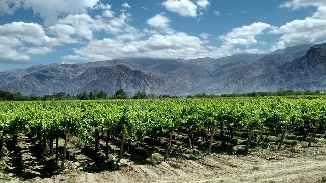 Portroute travel across Argentina for vineyard silence and city grace