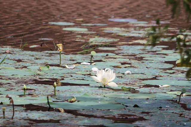 Quietroute travel in Sri Lanka for tea-country peace and warm shorelines
