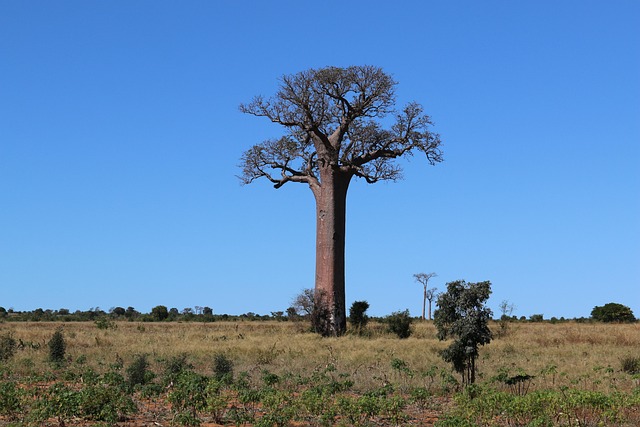 Quiverroute travel in Madagascar for exotic coastlines and unusual beauty