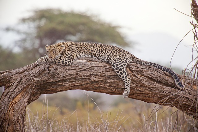 Reed Kenya Villas Near Safari Country With Calm and Privacy