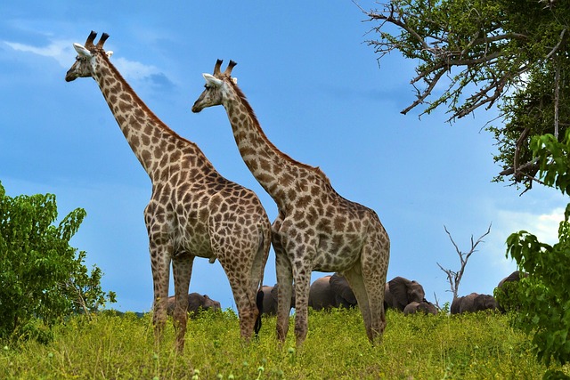Safari-Botswana Resorts carrying wildlife serenity into every quiet hour