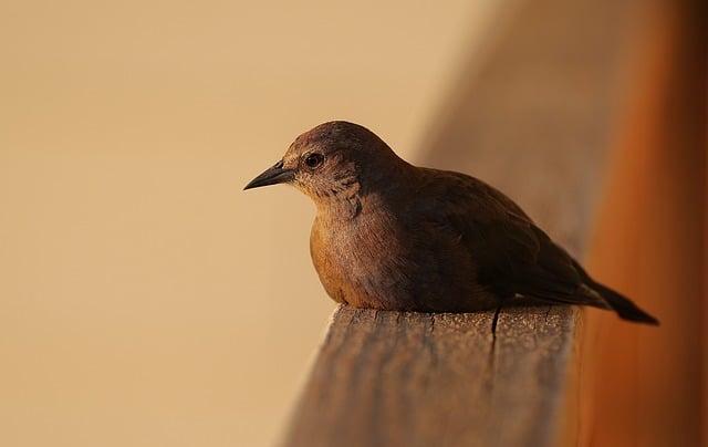 Starling villas in Armenia for heritage detail and restorative highland quiet