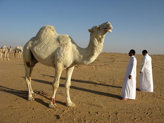 Upliner travel in Saudi Arabia for warm horizons and refined discovery