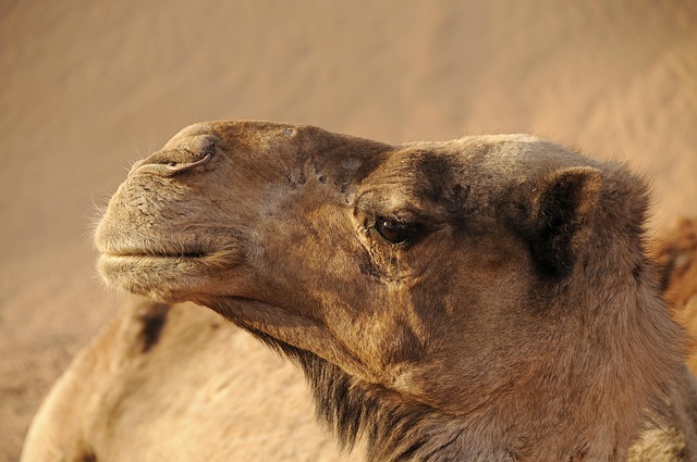 Zephyrroute travel across Morocco for medinas, spice, and terracotta air